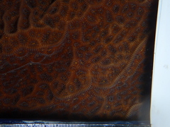 Agaricia agaricites