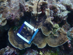 Agaricia agaricites