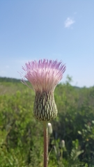 Cirsium lecontei