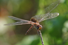 Tramea darwini