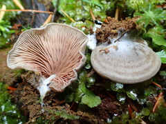 Entoloma byssisedum