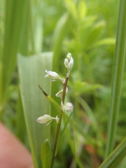 Polygala amarella