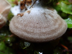 Entoloma byssisedum