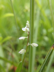 Polygala amarella