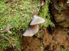 Entoloma byssisedum