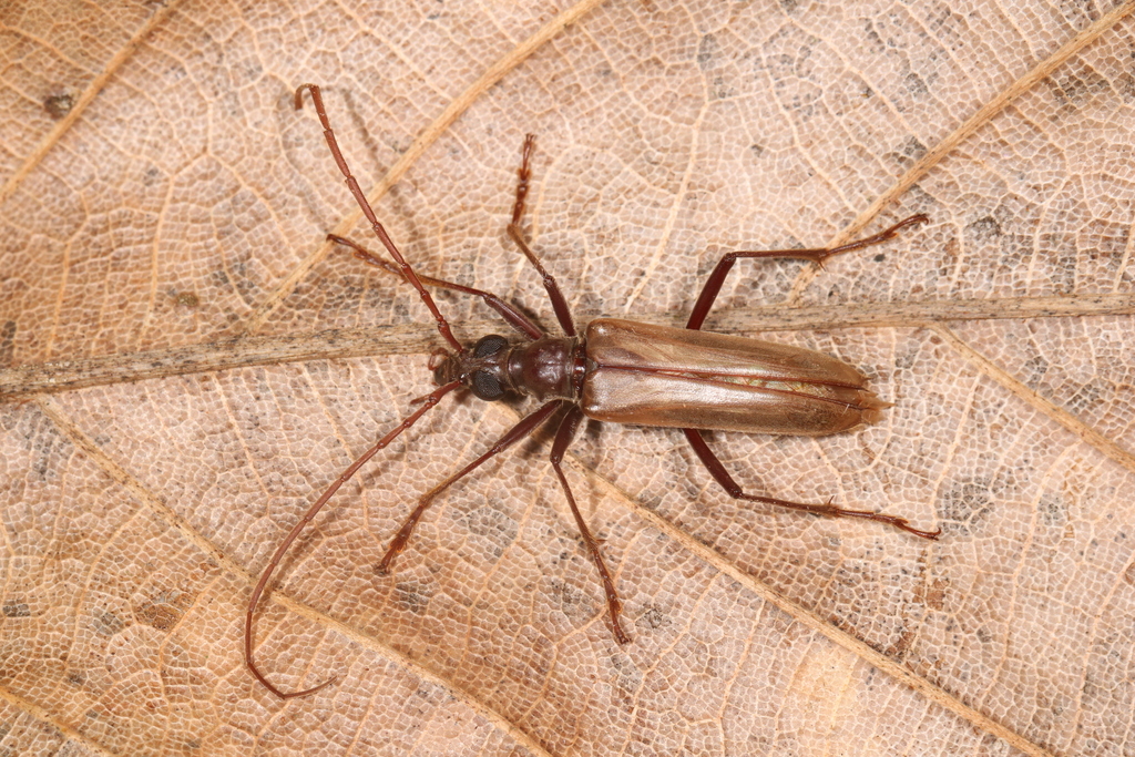 Logisticus bicolor