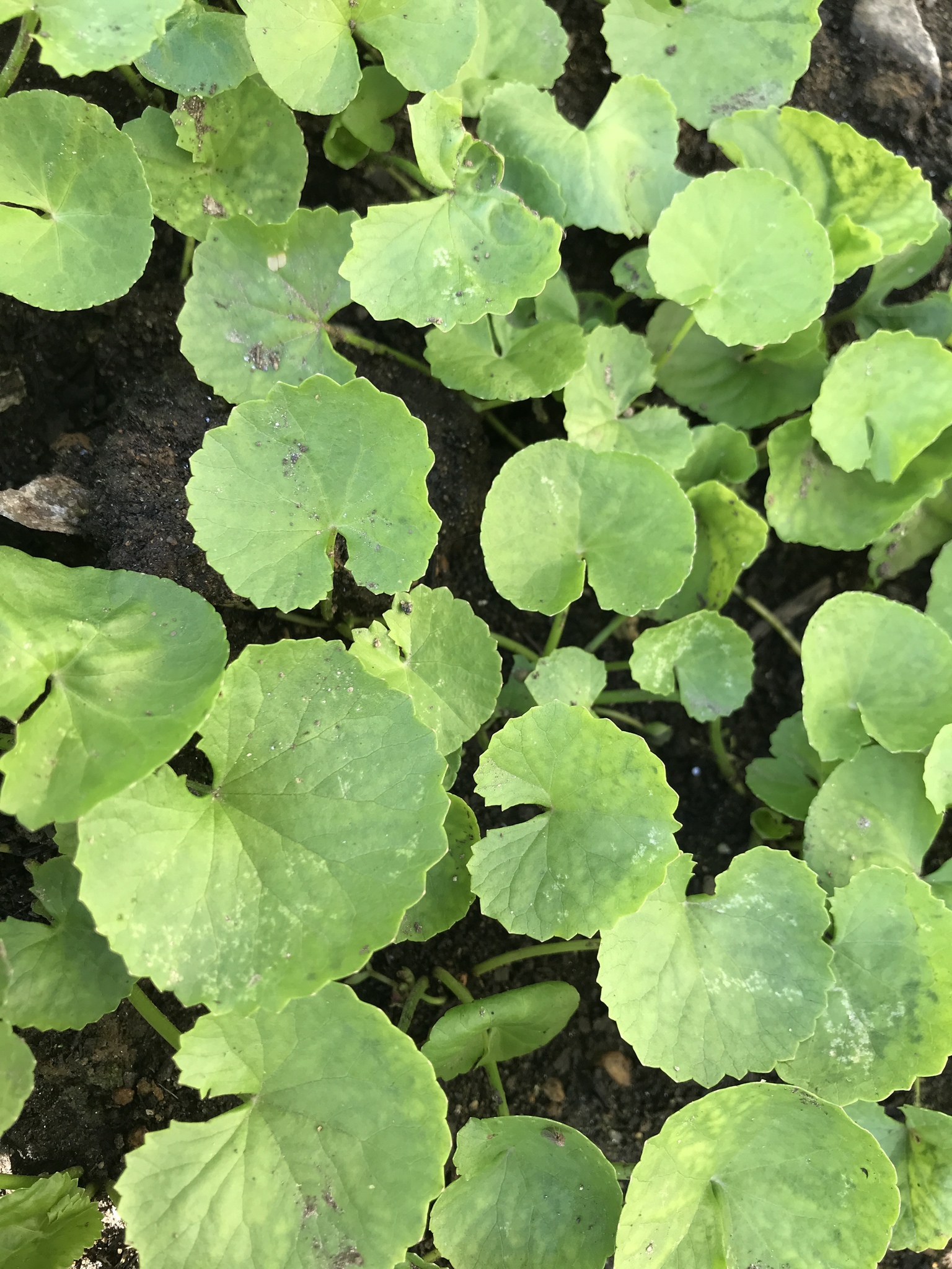 Centella