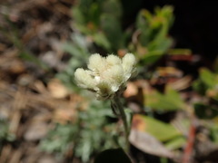 Antennaria rosea