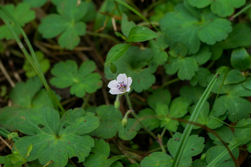 Image of Geranium thunbergii by (c) WATANABE Hitoshi 渡辺仁, some rights reserved (CC BY)