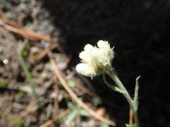 Antennaria rosea