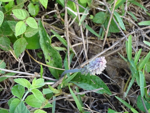 broad-leaved African hyacinth (Resnova humifusa)