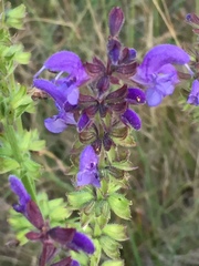 Salvia pratensis