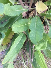 Salvia pratensis