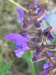 Salvia pratensis