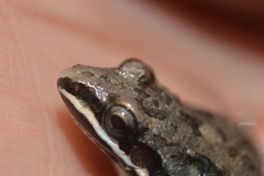 Leptodactylus fragilis