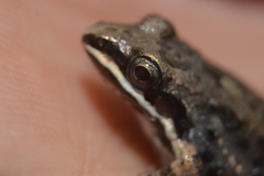 Leptodactylus fragilis