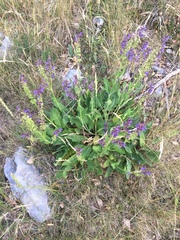 Salvia pratensis