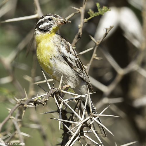 Somali Bunting
