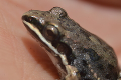 Leptodactylus fragilis