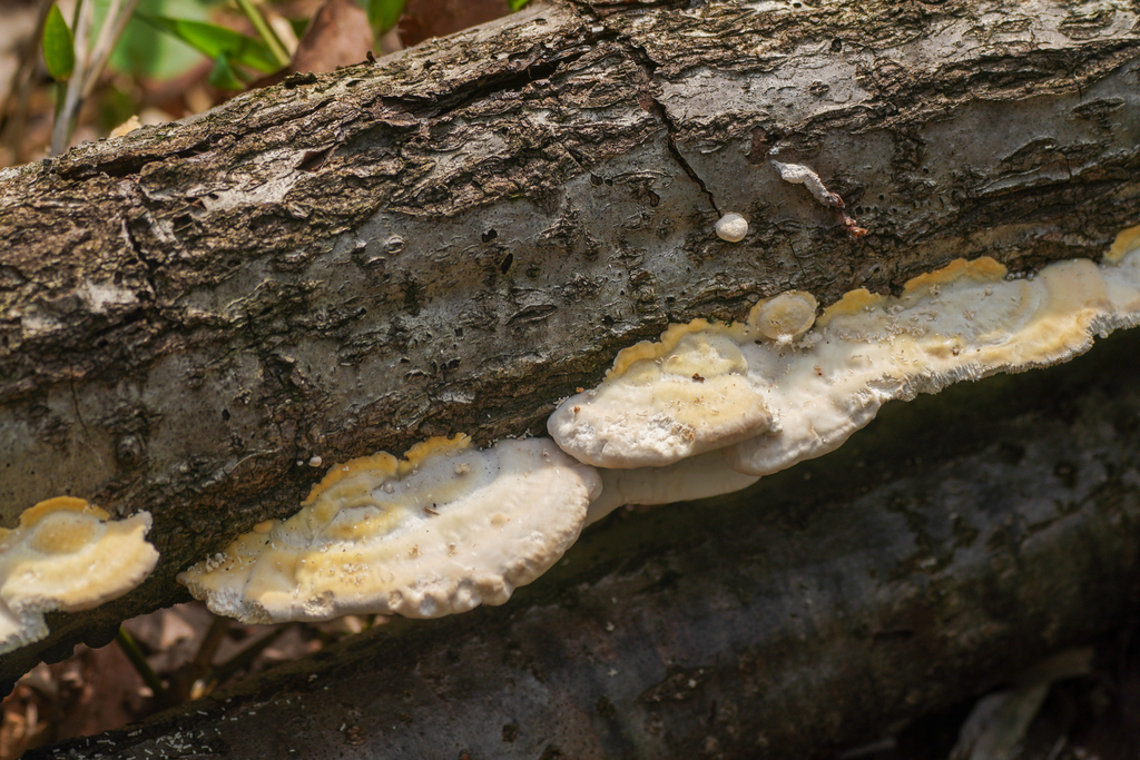 Trametes orientalis · October 2024 · photo: © tbc_watanabe (iNaturalist, cc-by)