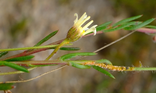 Karoo Plumeseed (Zyrphelis monticola)