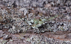 Championica variegata