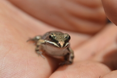 Leptodactylus fragilis