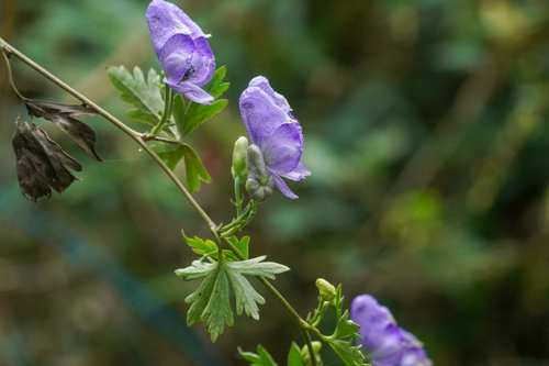 Japanese Monkshood (Aconitum japonicum)