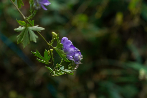 Aconitum japonicum, photograph 1