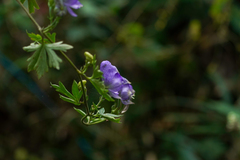 (c) WATANABE Hitoshi 渡辺仁, some rights reserved (CC BY) Aconitum japonicum, photograph (c) WATANABE Hitoshi 渡辺仁, some rights reserved (CC BY)