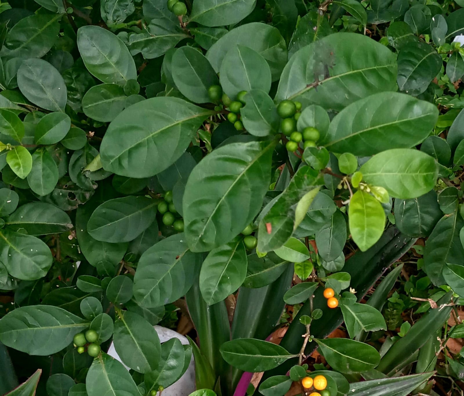 Solanum diphyllum