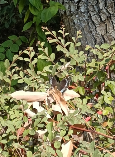 Blue Admiral