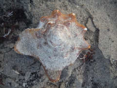 Macrostrombus costatus