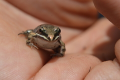 Leptodactylus fragilis