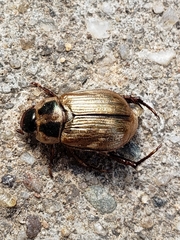 Exomala orientalis