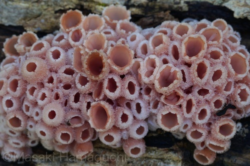 Microstoma aggregatum