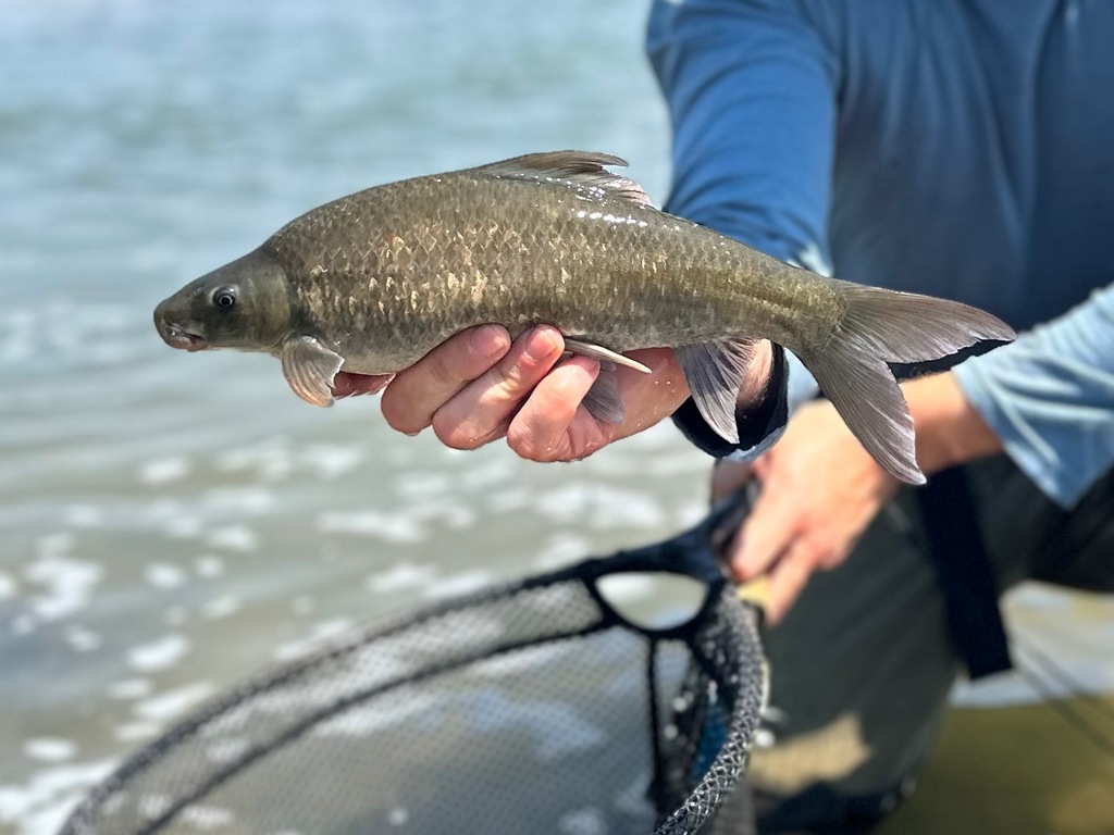 Orange River labeo (Labeo capensis) — Cyprinidae