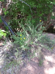 Heterotheca cinerascens