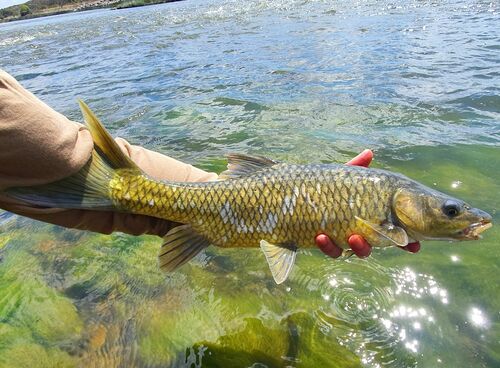 Clanwilliam-grootschubbarbeel (Labeobarbus aeneus) — Cyprinidae