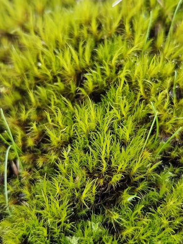 Flexitrichum flexicaule