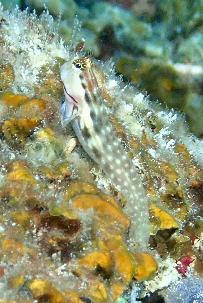 Coral Blenny
