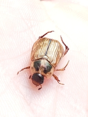 Exomala orientalis