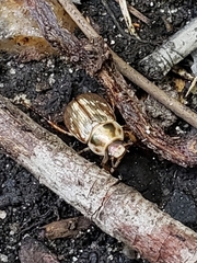 Exomala orientalis