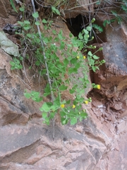 Perityle tenella