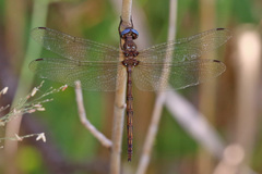 Macrothemis inacuta