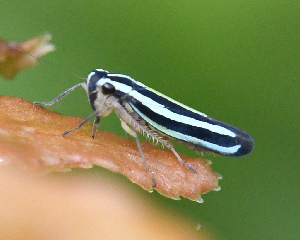 Sibovia praevia
