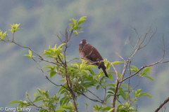 Patagioenas speciosa