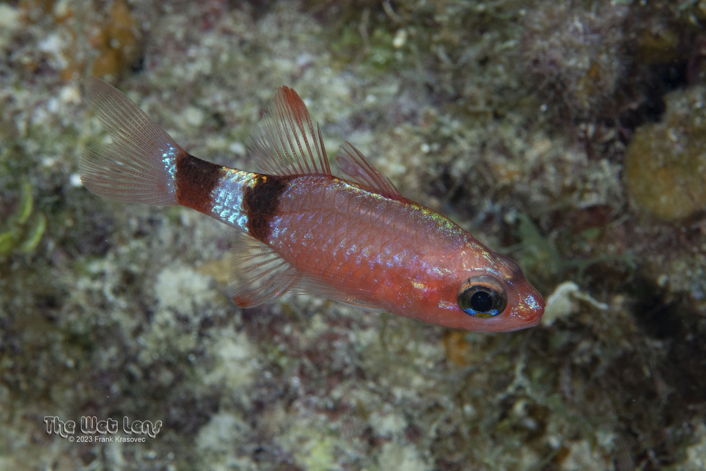 Roughlip cardinalfish (Apogon robinsi) — Apogonidae