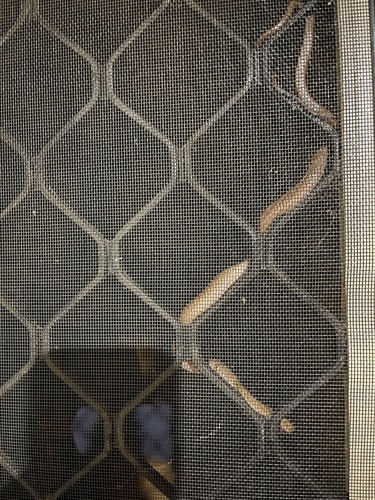 Brown Tree Snake sighting