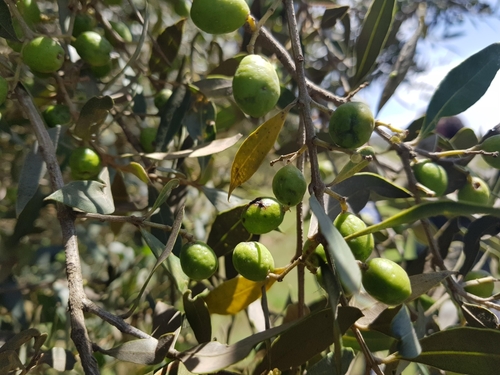 Olea europaea subsp. cuspidata image